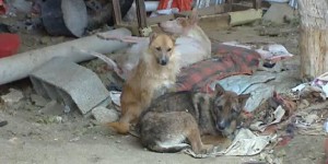 carcel-hombre-maltrato-perros-segovia