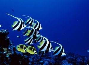 Peces