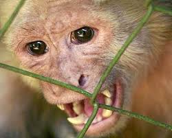 mascoteros.es
