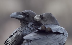 Hermanos corax. Ganadora de la categoría “Aves de España”