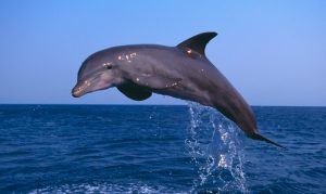 Los retardantes de llama afectan a los cetáceos del sur del Mediterráneo